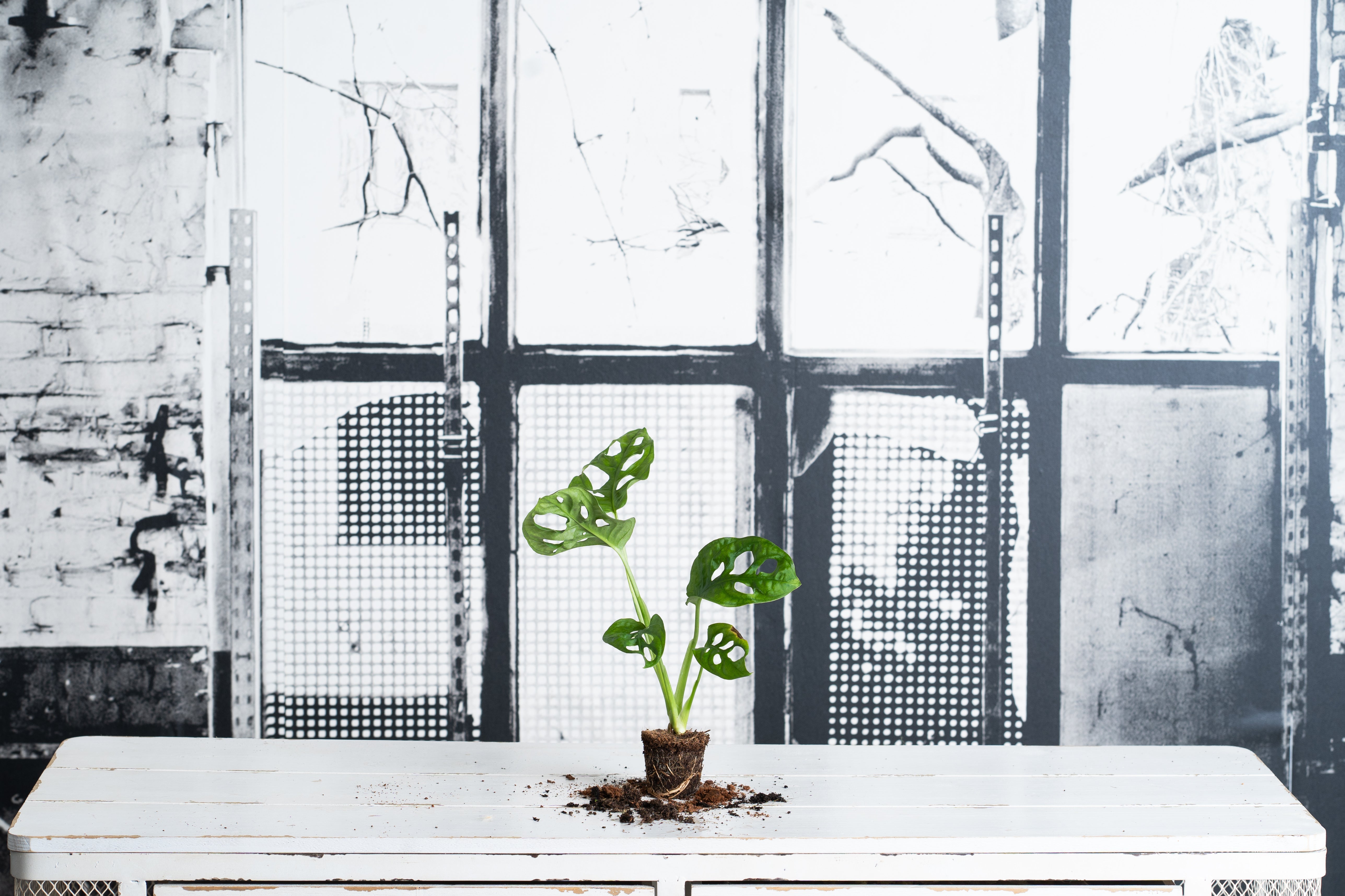 Monstera Obliqua Monkey Mini