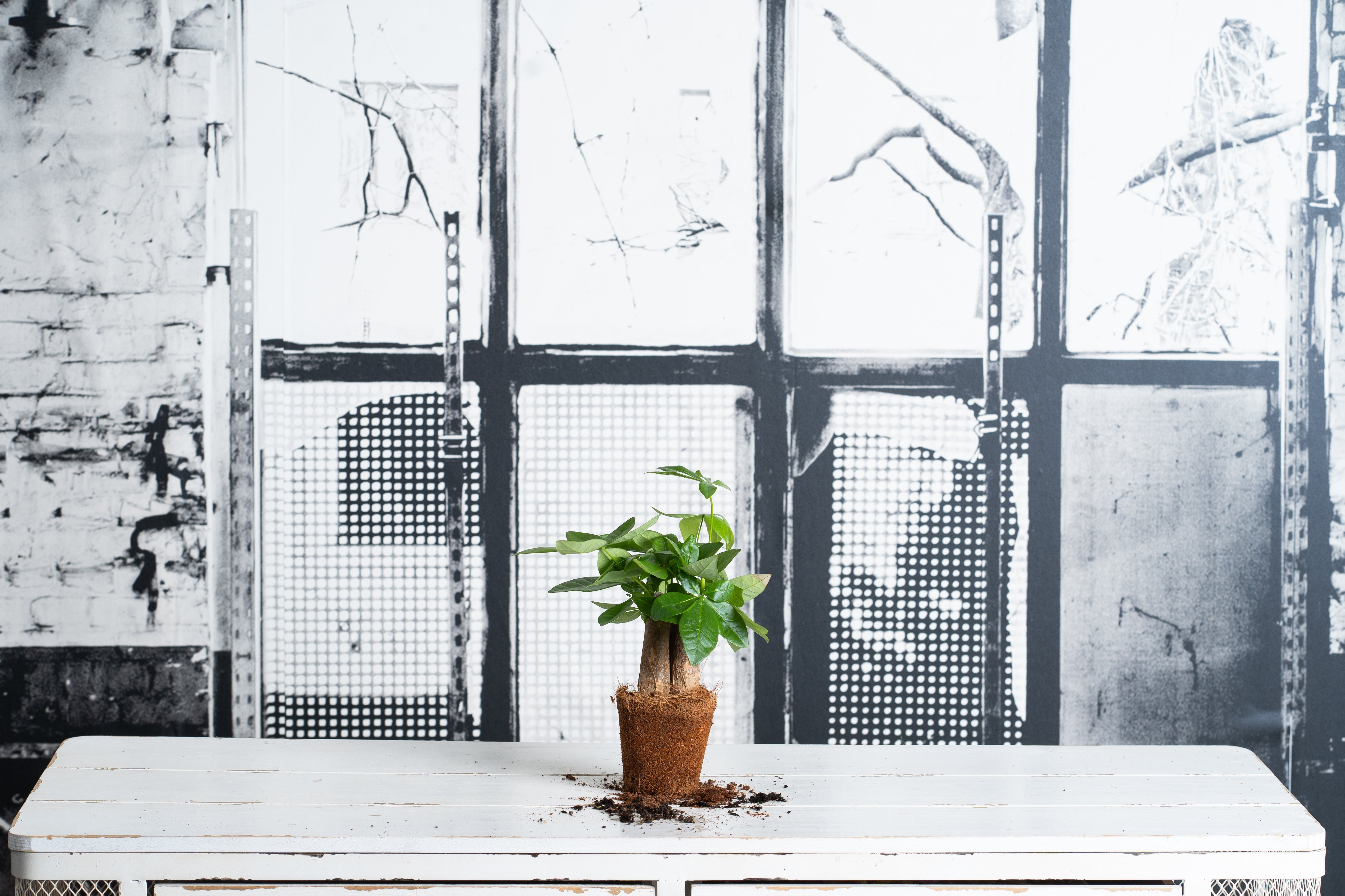 Pachira Aquatica Mini