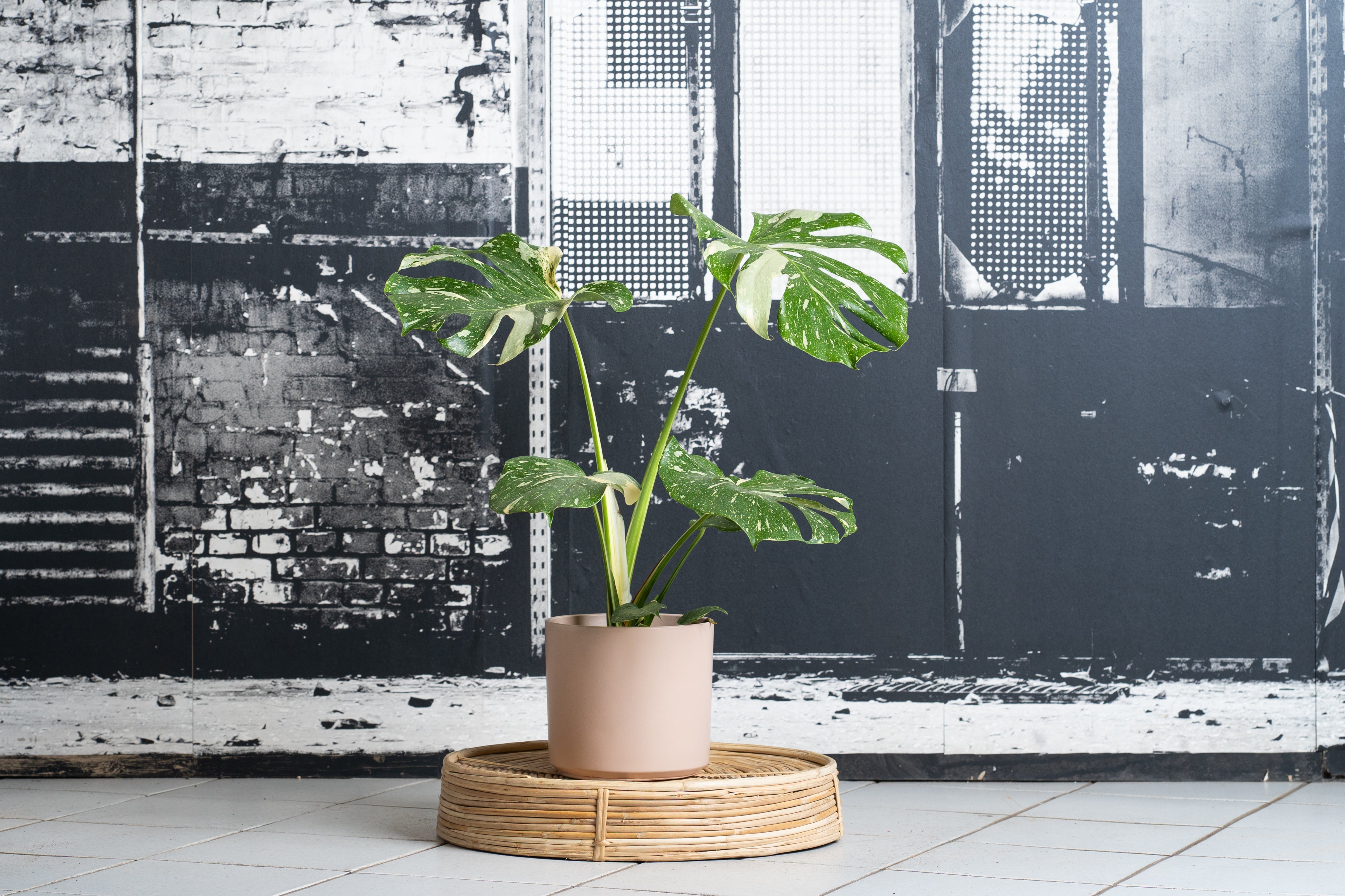 Monstera Thai Constellation