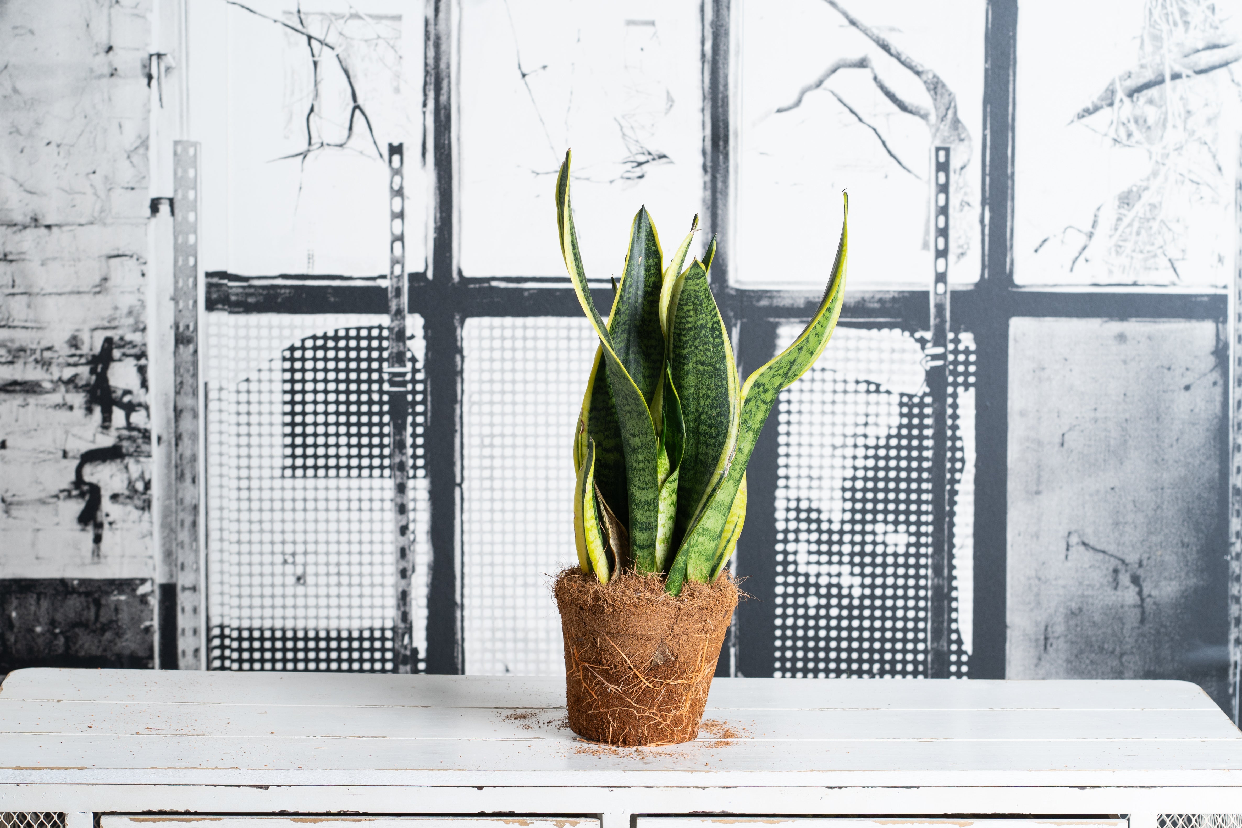 Sansevieria Trifasciata