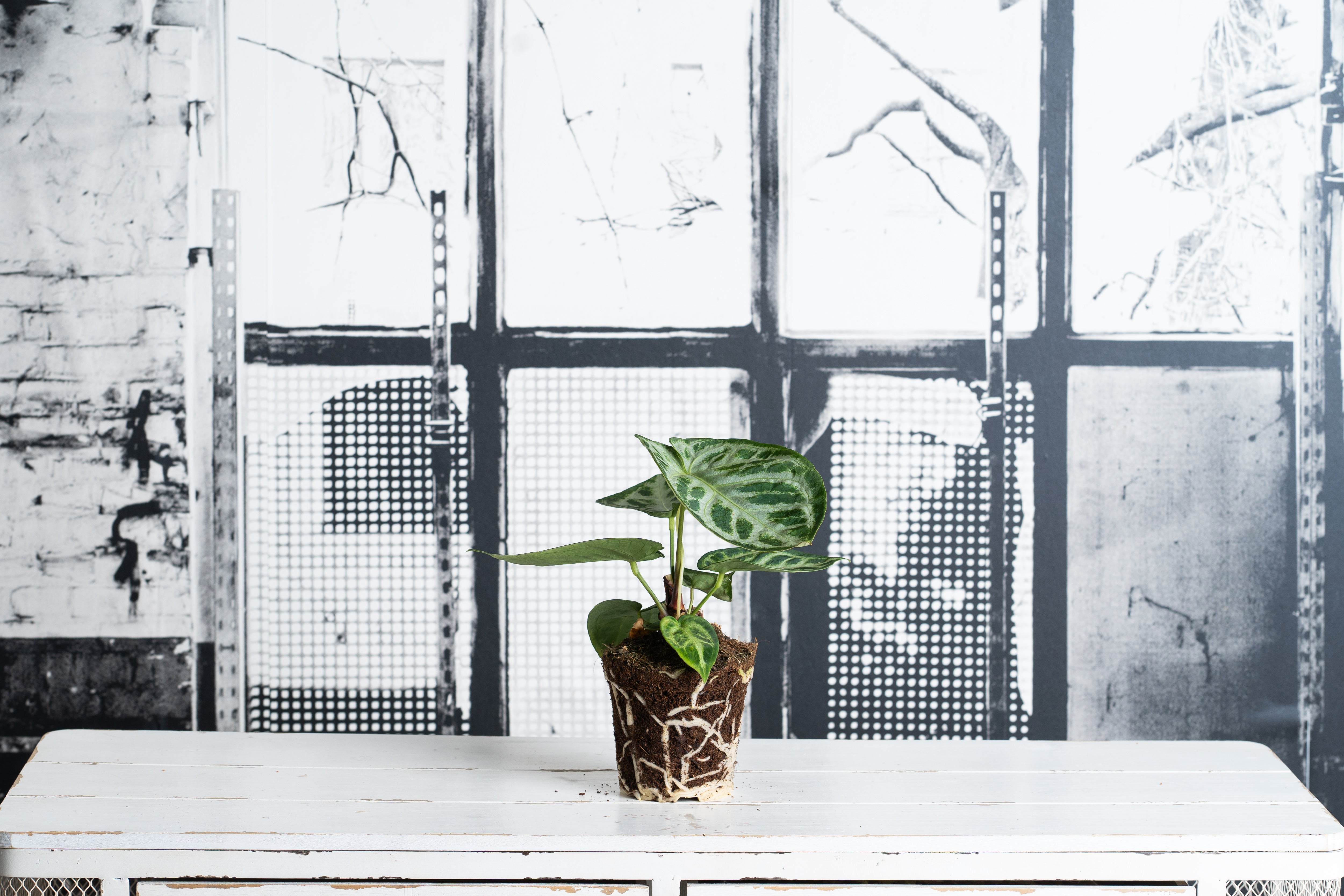 Anthurium Crystallinum