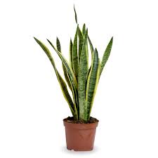Sansevieria Trifasciata