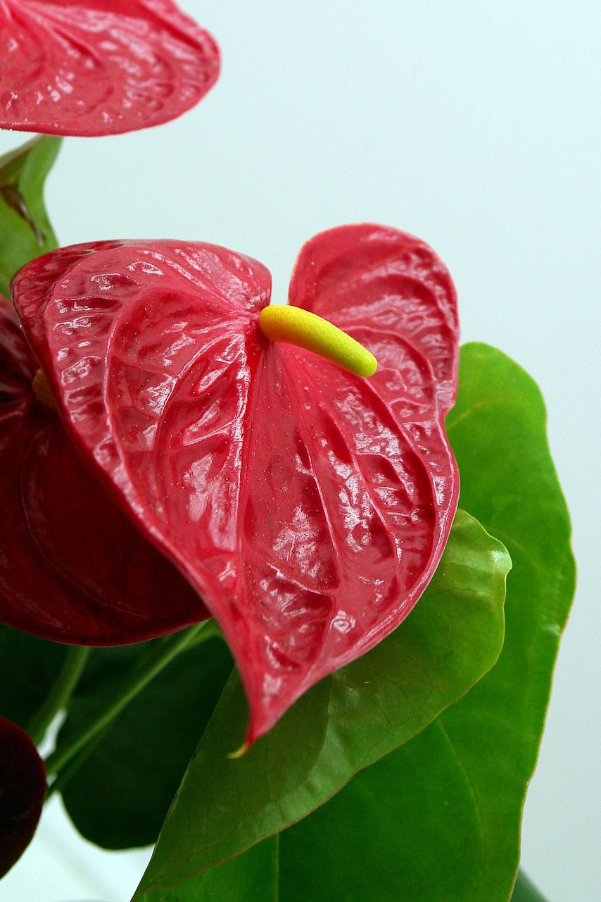 Anthurium Andraeanum Rojo