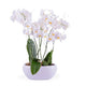 Orquidea Double