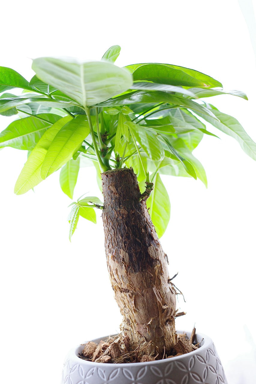 Pachira Aquatica Mini