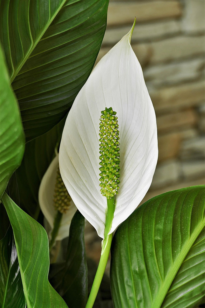 Spathiphyllum