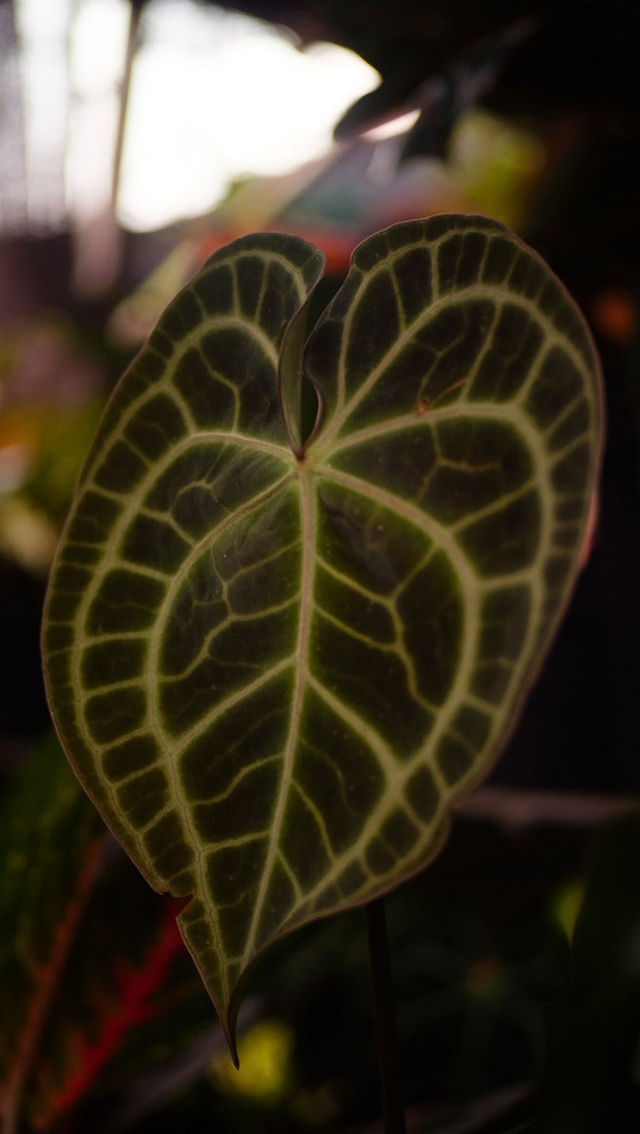 Anthurium Clarinervium
